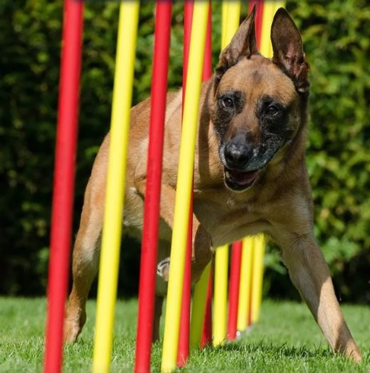 Shopping Bela Vista recebe Copa Bahia Agility de Jumping neste domingo (09)